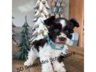 Mutt Puppy for sale in Watertown, SD, USA