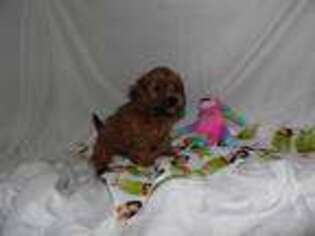 Yorkshire Terrier Puppy for sale in Millerstown, PA, USA