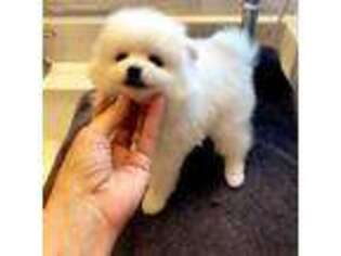 Pomeranian Puppy for sale in Brownsville, TX, USA