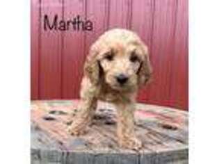 Goldendoodle Puppy for sale in Lebanon, MO, USA