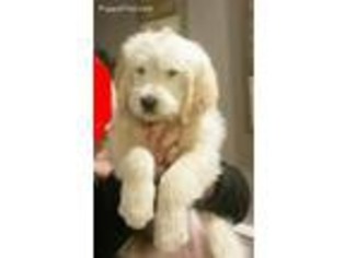 Goldendoodle Puppy for sale in Montague, NJ, USA