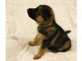 German Shepherd Dog Puppy for sale in Rushville, NE, USA