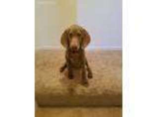 Weimaraner Puppy for sale in Beavercreek, OH, USA