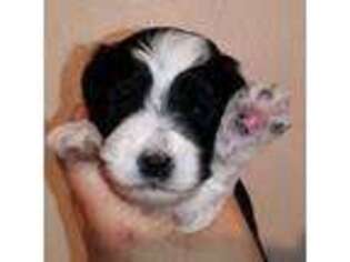 Mutt Puppy for sale in Casselberry, FL, USA