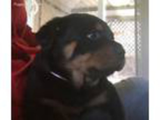 Rottweiler Puppy for sale in Santa Rosa, CA, USA
