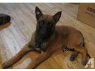 Belgian Malinois Puppy for sale in TACOMA, WA, USA