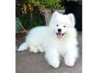 Samoyed Puppy for sale in Muncie, IN, USA