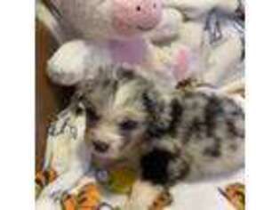 Miniature Australian Shepherd Puppy for sale in Pillager, MN, USA