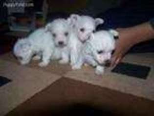 Maltese Puppy for sale in Pataskala, OH, USA