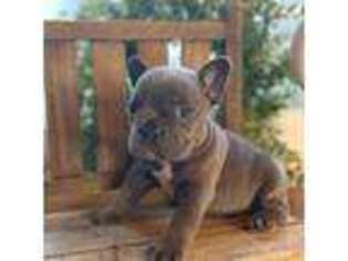 French Bulldog Puppy for sale in Clinton, AR, USA