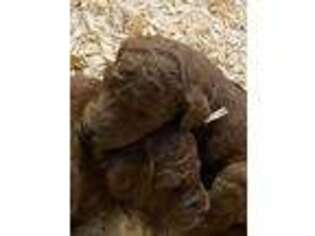 Goldendoodle Puppy for sale in Goldsboro, NC, USA