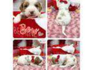 Cavapoo Puppy for sale in Rosemount, MN, USA