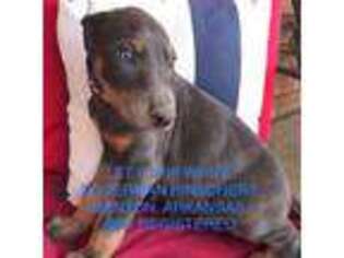 Doberman Pinscher Puppy for sale in Benton, AR, USA
