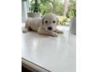 Goldendoodle Puppy for sale in Gurdon, AR, USA