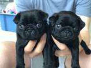 Pug Puppy for sale in Los Angeles, CA, USA