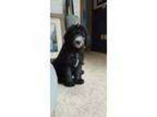 Goldendoodle Puppy for sale in Womelsdorf, PA, USA