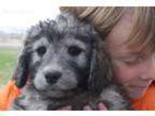 Goldendoodle Puppy for sale in Stevensville, MT, USA
