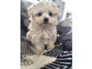 Maltese Puppy for sale in Bradenton, FL, USA