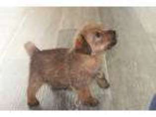 Norfolk Terrier Puppy for sale in Holly Springs, NC, USA