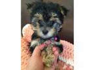 Yorkshire Terrier Puppy for sale in ALBANY, OR, USA