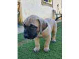 Mastiff Puppy for sale in Fallbrook, CA, USA