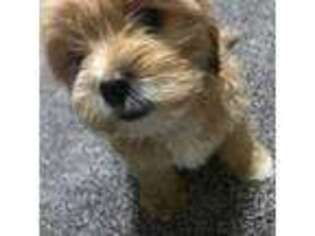 Mutt Puppy for sale in Taunton, MA, USA