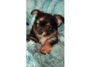 Chihuahua Puppy for sale in Newcomerstown, OH, USA