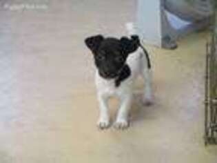 Jack Russell Terrier Puppy for sale in Prior Lake, MN, USA