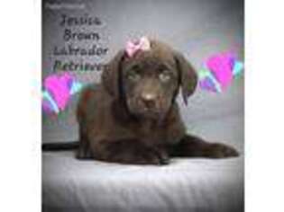 Labrador Retriever Puppy for sale in Itasca, IL, USA