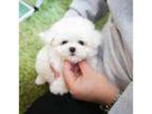 Bichon Frise Puppy for sale in Wellesley, MA, USA