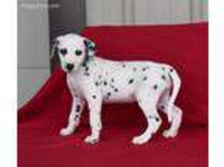 Dalmatian Puppy for sale in Dalton, OH, USA