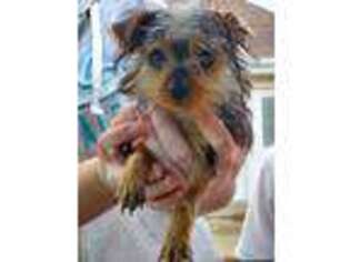 Yorkshire Terrier Puppy for sale in Sullivan, IL, USA