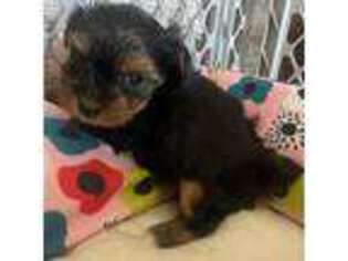 Yorkshire Terrier Puppy for sale in Greencastle, IN, USA