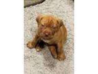 Mastiff Puppy for sale in Duluth, GA, USA