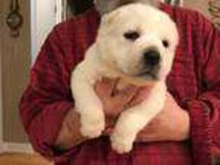 Mutt Puppy for sale in Ortonville, MI, USA