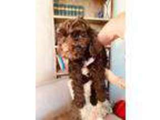 Portuguese Water Dog Puppy for sale in West Chester, PA, USA