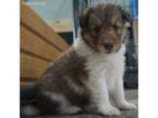 Shetland Sheepdog Puppy for sale in Kent, OH, USA