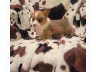 Pembroke Welsh Corgi Puppy for sale in Cadiz, KY, USA