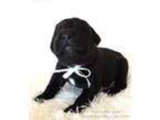 Cane Corso Puppy for sale in Williamsfield, OH, USA