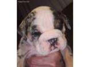 Bulldog Puppy for sale in Dothan, AL, USA
