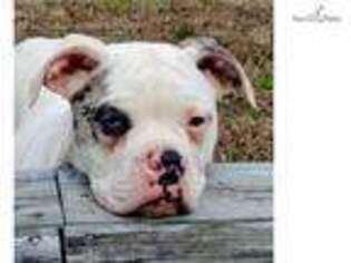 Alapaha Blue Blood Bulldog Puppy for sale in Little Rock, AR, USA