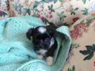 Havanese Puppy for sale in Ridgeway, VA, USA