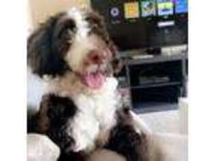 Portuguese Water Dog Puppy for sale in Sarasota, FL, USA