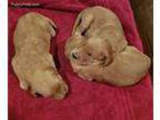 Goldendoodle Puppy for sale in Kosciusko, MS, USA