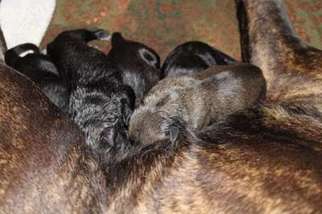 Cane Corso Puppy for sale in Stephenville, TX, USA