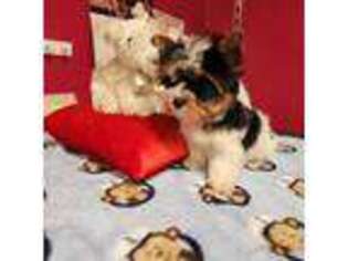 Biewer Terrier Puppy for sale in Aiken, SC, USA