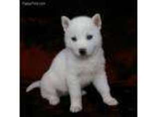Siberian Husky Puppy for sale in Chowchilla, CA, USA