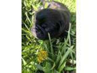 Pug Puppy for sale in Cadiz, OH, USA