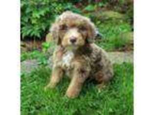 Mutt Puppy for sale in Cambridge City, IN, USA