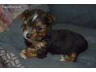 Yorkshire Terrier Puppy for sale in Sylvia, KS, USA